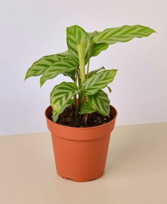 House Plant Shop